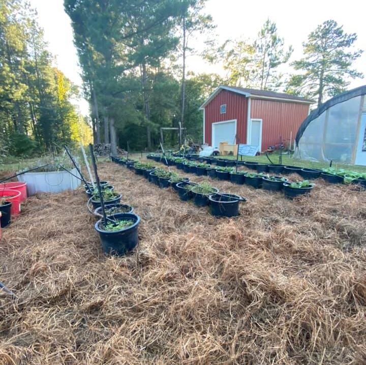 Volunteers harvesting and distributing fresh vegetables